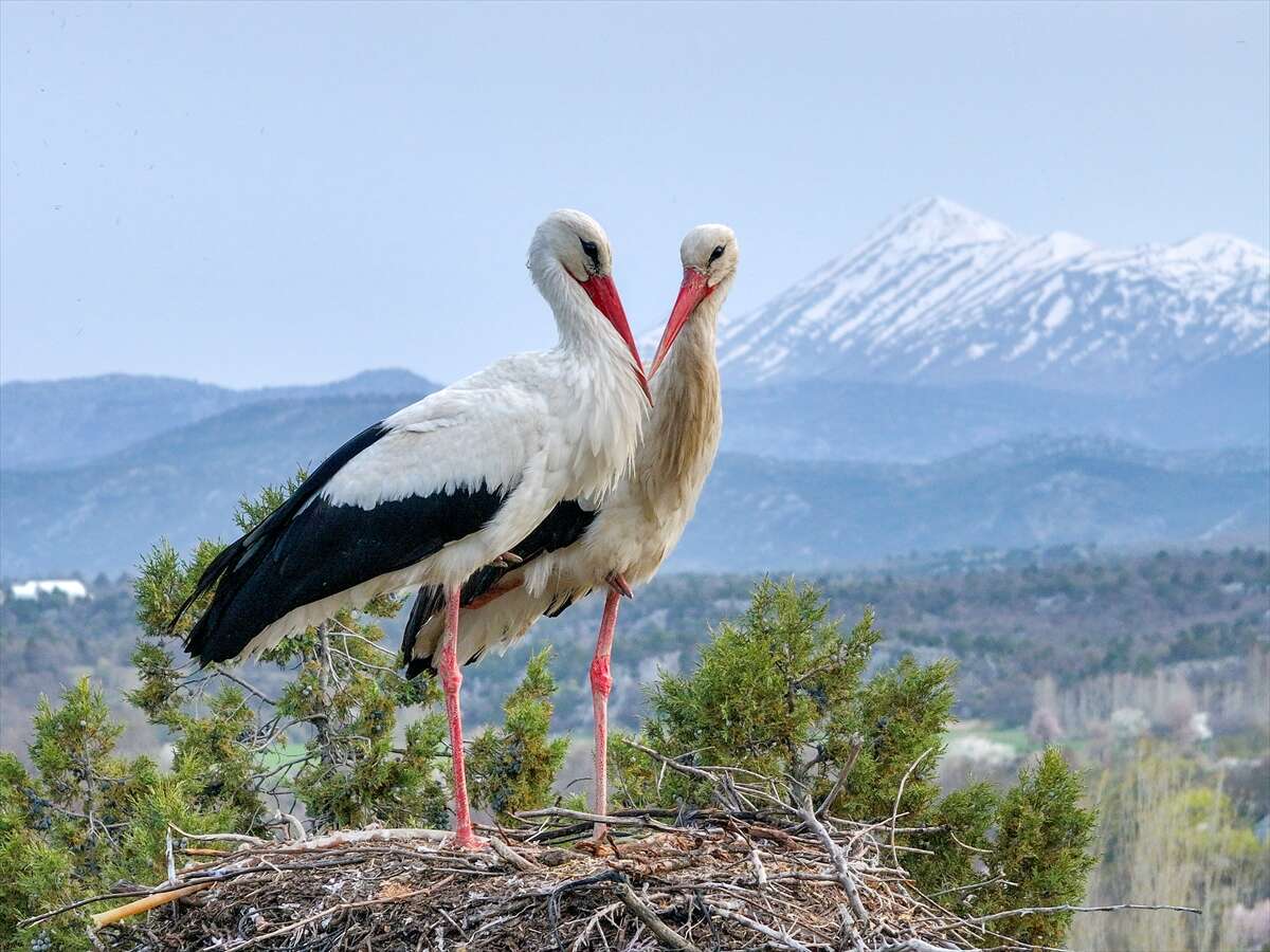 Konya’da doğanın en zarif nöbeti! Leylekler Vadisi’nde kuluçka heyecanı 5